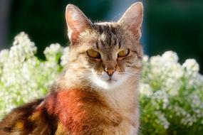 Cat Pet Cat'S Eyes