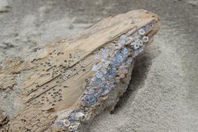 Beach Wood Sea