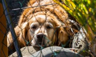 Animal Dog Golden Retriever