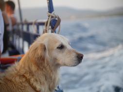 Dog Sea macro blur