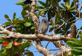 Bird Wader Western Reef Heron