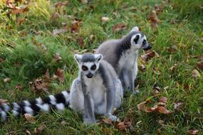 Maki Ringtail Lemus
