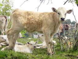 Cow Cows Blonde