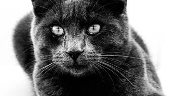 Cat Close-Up B