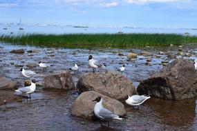 Gulls Sea