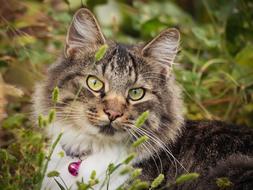 Cat Animal Nature