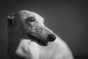 funny dog face