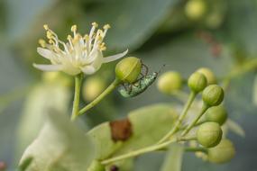 Macro view of Beetle Insect on green plant