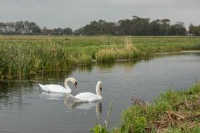 Swan Swans Stately