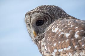 beautiful owl in fluffy plumage