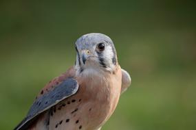 American Kestrel Falcon