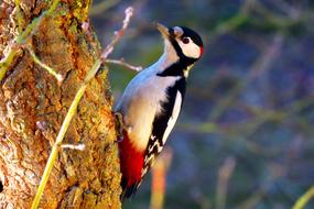 Bird Woodpecker Nature