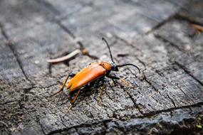 Beetle Orange