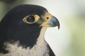 peregrine falcon face