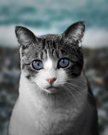 Cat Eyes Pet