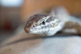 Lizard Monitor Ackie