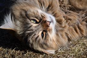 Animal Cat Longhair