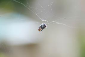 Spiders Web Insect