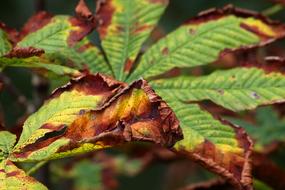 Leaf Autumn Leaves