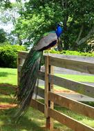 Peacock Bird Feather