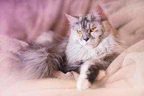 Cat Maine Coon Animal