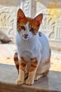 Cat Animal Portrait Cat'S