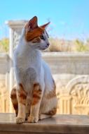 Cat Animal landscape macro