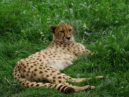 Cheetah Big Cat
