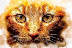 beautiful portrait of a cat