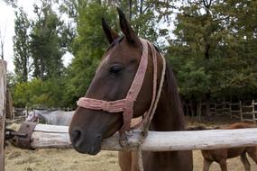 Hungary Horse Head