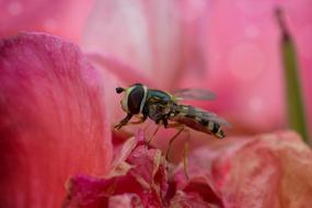Hover Fly Insect Close