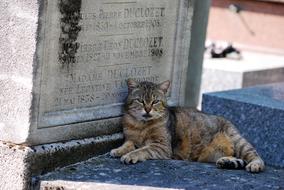 Cat Animal on cemetery
