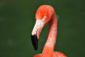 Flamingo Animal Bird