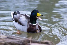 Duck Animal Nature