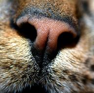 Cat Nose Animal