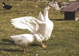 Goose Pair White