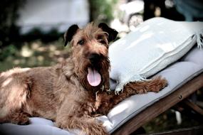 Irish Terrier Dog