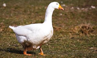Goose White Bird
