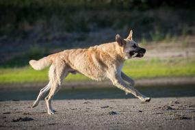 Dog Water Race