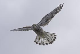 Bird Falcon Of