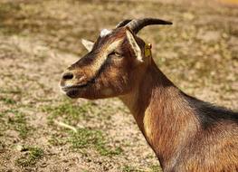 Goat Horns Mammal Domestic