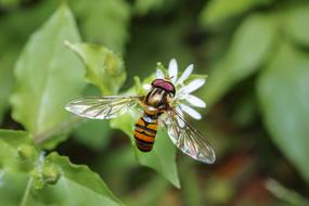 Macro Bee Ins