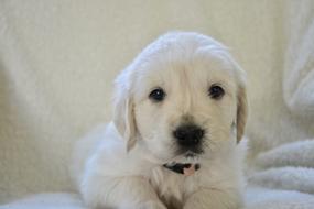 Golden Retriever Puppy Pup Dog