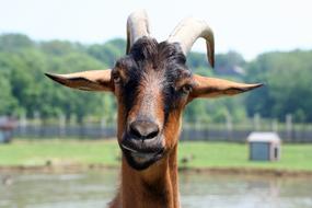 Goat Farm Animal