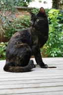 Cat Domestic Tortoise Shell