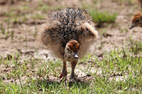 Bouquet Africa Bird Flightless