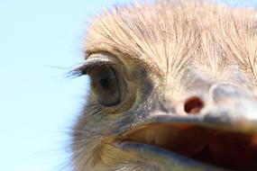 Bouquet Africa Bird Flightless
