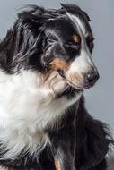 Animal Dog Bernese Mountain