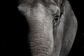Elephant Zoo Animal