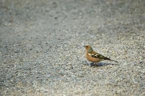 Chaffinch Bird Songbird